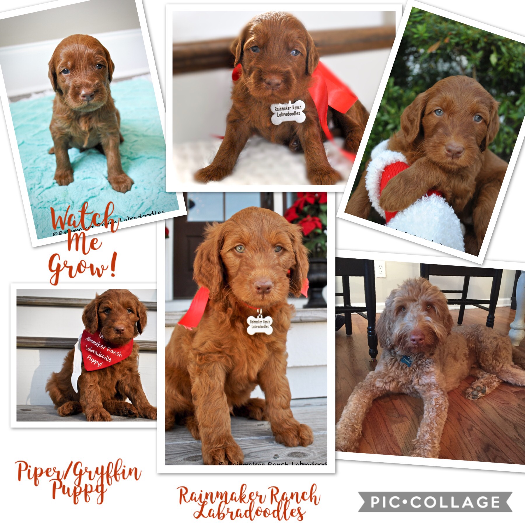 Red Labradoodle with Rose Nose